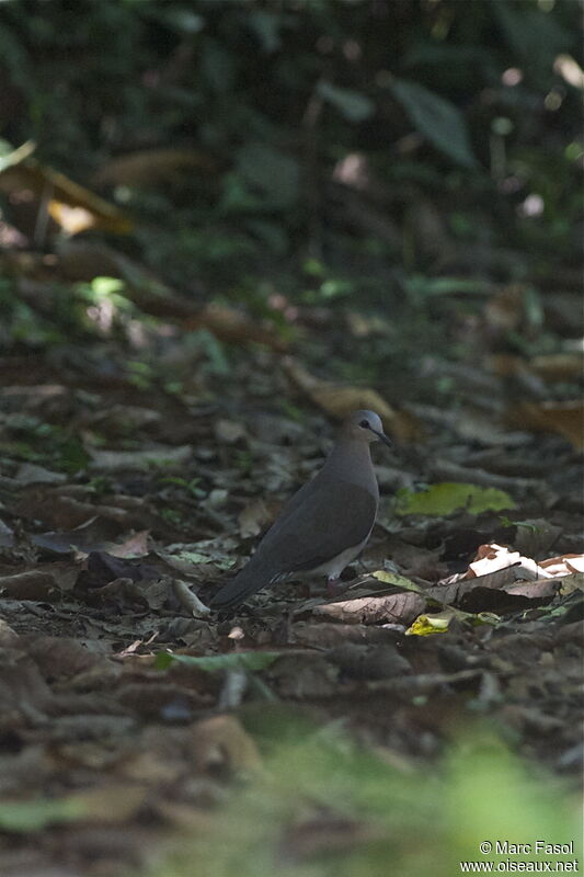 Grey-fronted Doveadult, identification