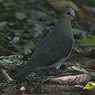 Colombe à front gris