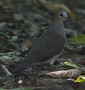 Colombe à front gris