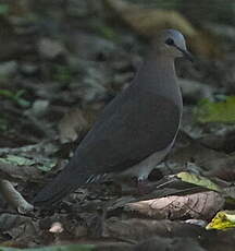 Colombe à front gris