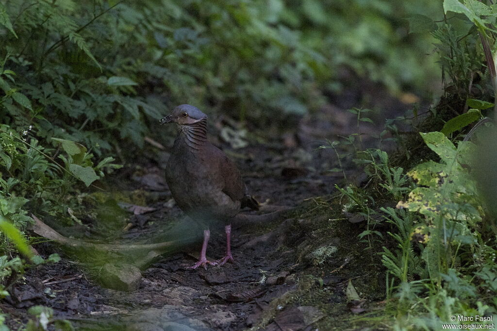 White-throated Quail-Doveadult, identification