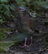 White-throated Quail-Dove