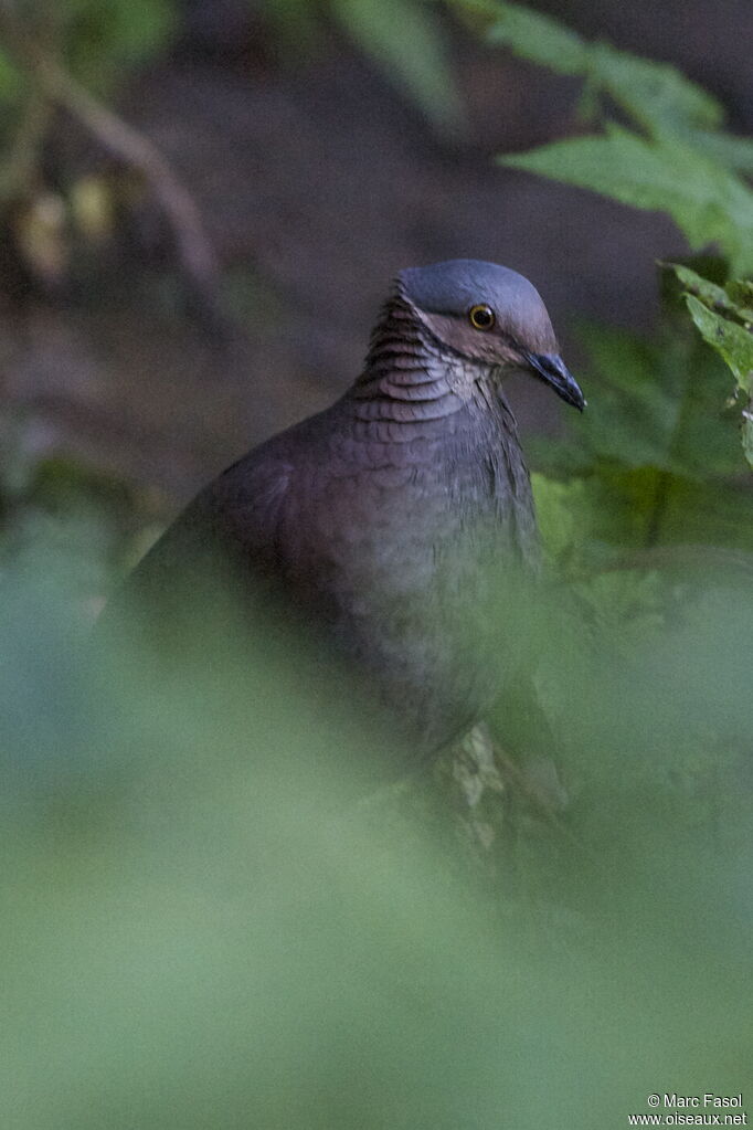 Colombe à gorge blancheadulte, portrait