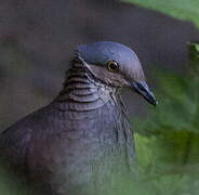 White-throated Quail-Dove