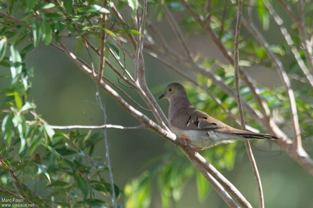 Colombe à longue queueadulte, identification