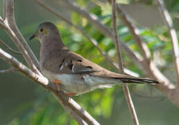 Long-tailed Ground Dove