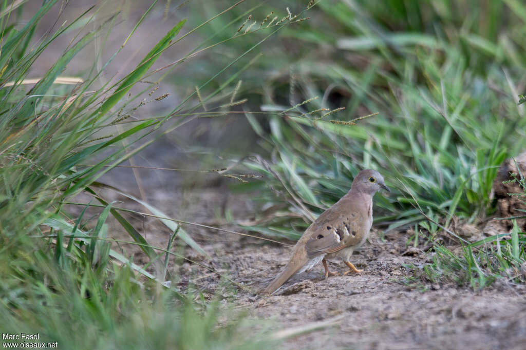 Colombe à longue queueadulte, identification