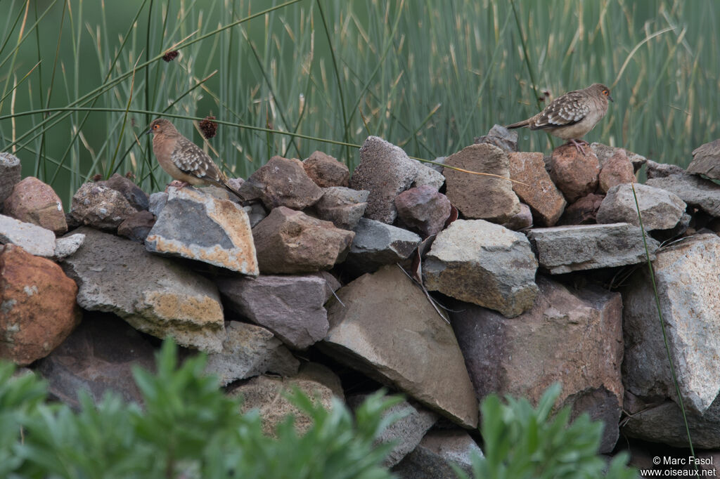 Bare-faced Ground Doveadult