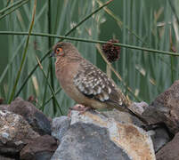 Bare-faced Ground Dove