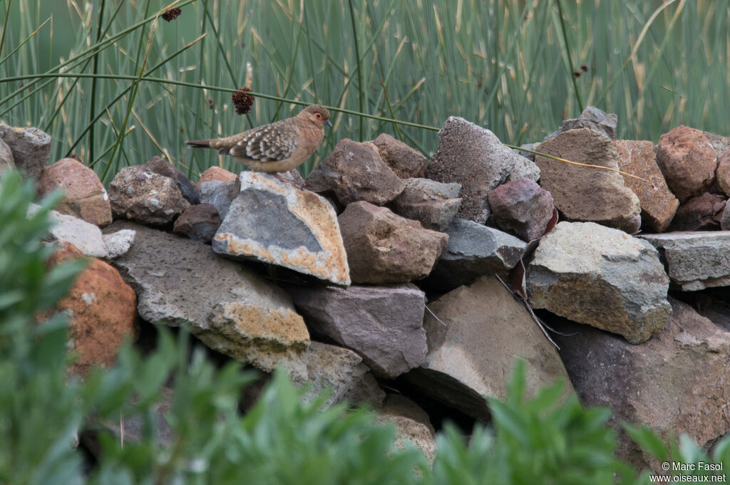 Bare-faced Ground Doveadult, identification