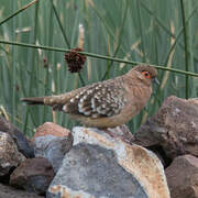 Bare-faced Ground Dove