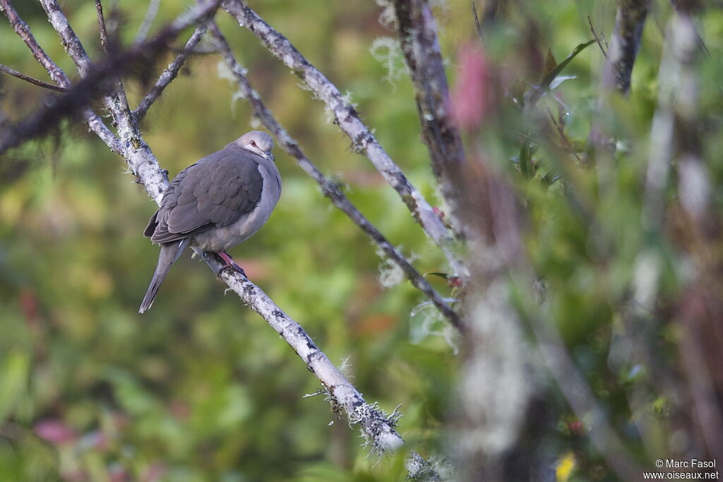 Colombe de Verreauxadulte, identification