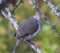 White-tipped Dove