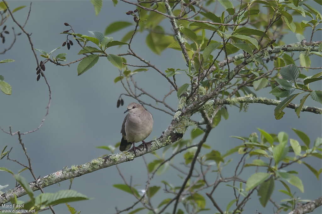 Colombe de Verreauxadulte, habitat, Comportement