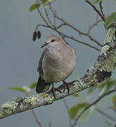 White-tipped Dove