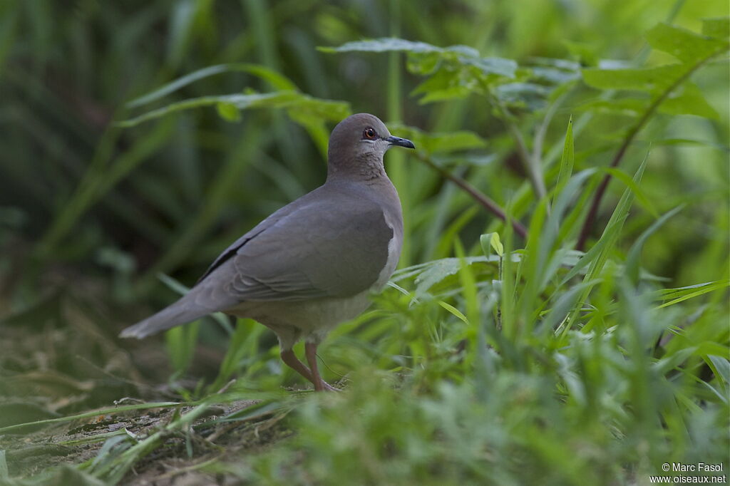 Colombe de Verreauxadulte, identification