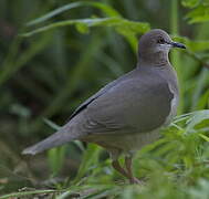 White-tipped Dove