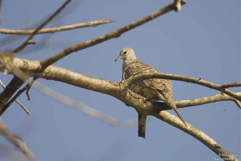 Inca Dove male adult, identification