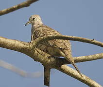 Inca Dove