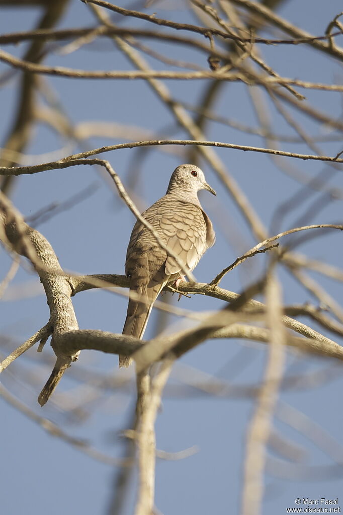 Inca Doveadult, identification