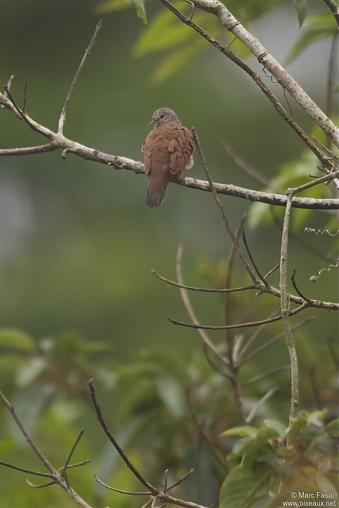 Colombe rousseadulte, identification