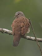 Ruddy Ground Dove