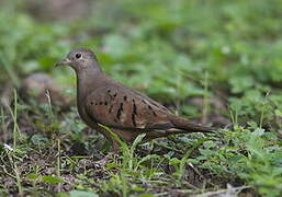 Ruddy Ground Dove