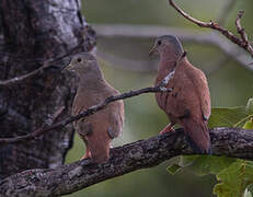 Ruddy Ground Dove