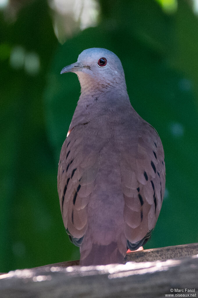 Colombe rousseadulte, portrait