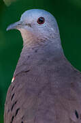 Ruddy Ground Dove