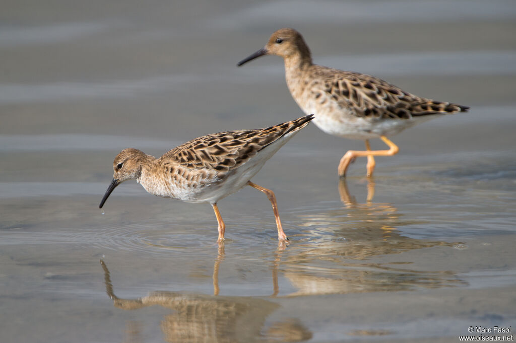 Ruff female adult, fishing/hunting