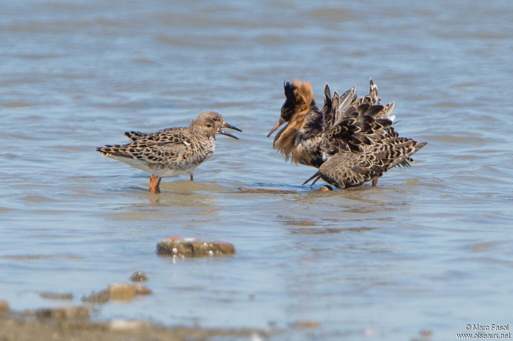 Ruffadult breeding, courting display