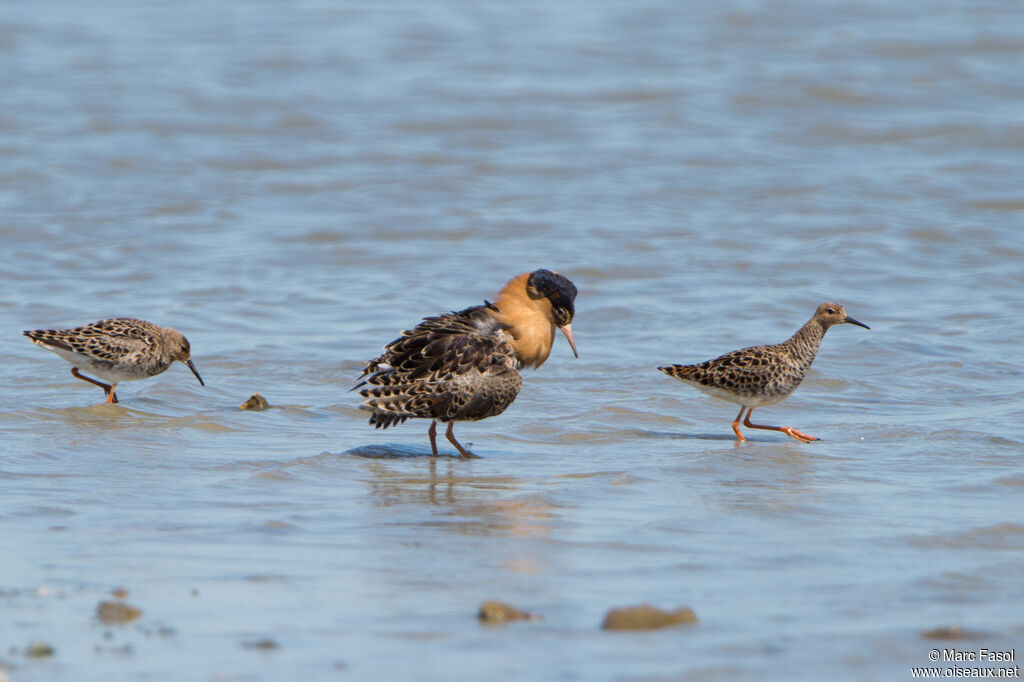 Ruffadult breeding, courting display