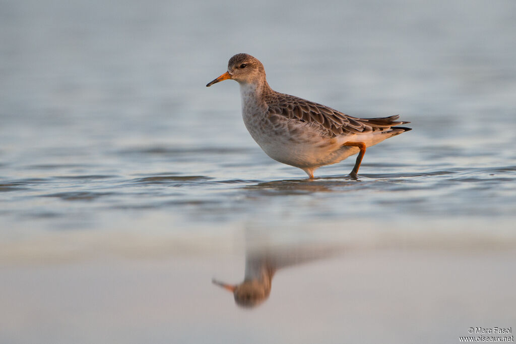 Combattant variéadulte, identification