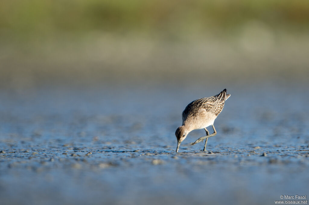 Combattant varié, pêche/chasse