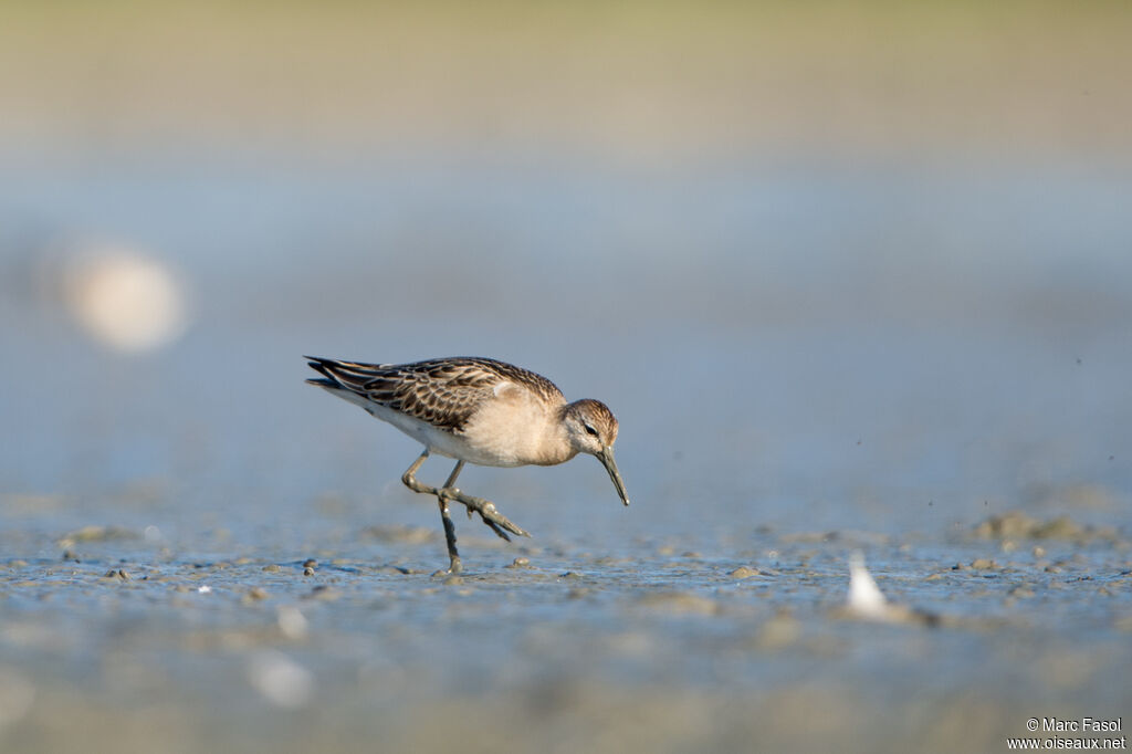 Ruff, identification, fishing/hunting