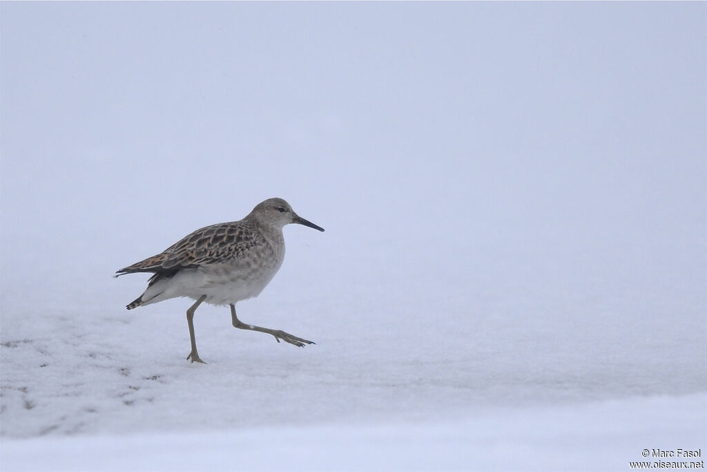 Ruffadult post breeding, identification