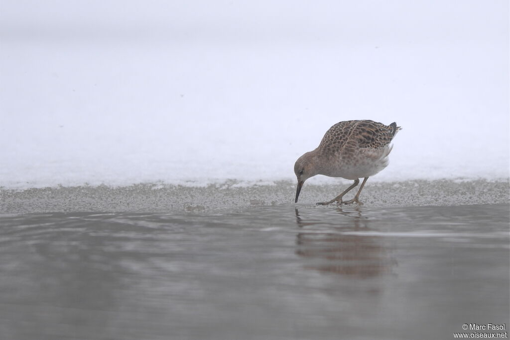 Ruff, feeding habits