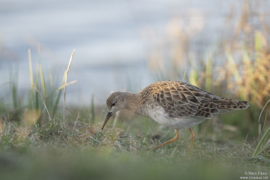 Ruff female adult, feeding habits