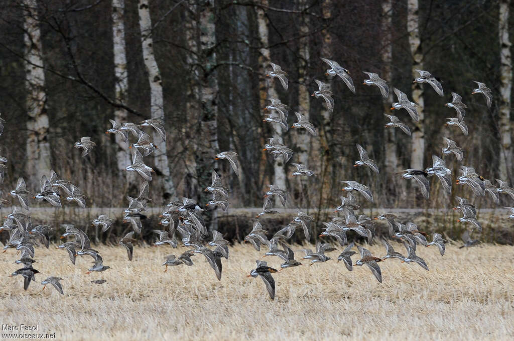 Ruff, Flight