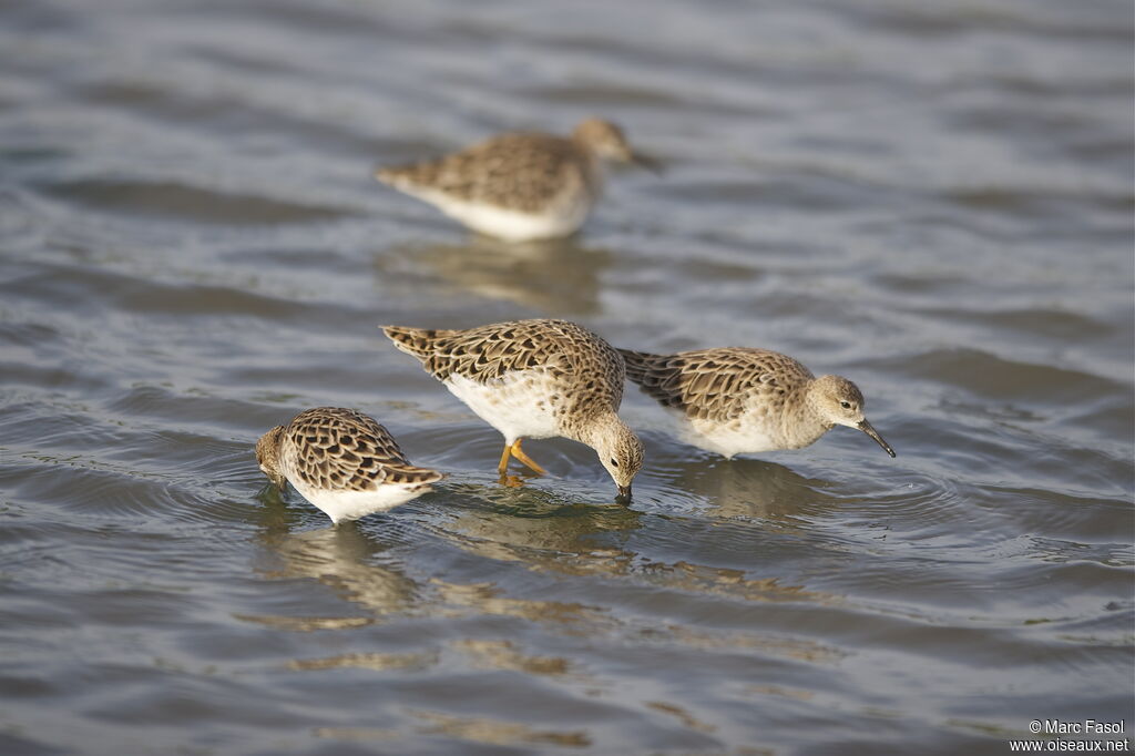 Ruffadult post breeding, identification, Behaviour