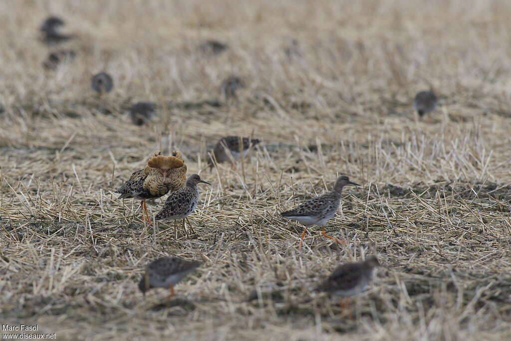 Combattant variéadulte nuptial, habitat, parade