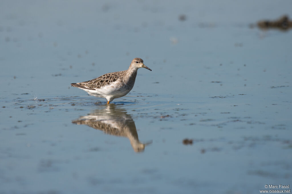 Ruff male adult post breeding, identification, Behaviour