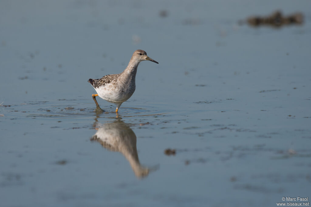 Ruffadult post breeding, identification, Behaviour