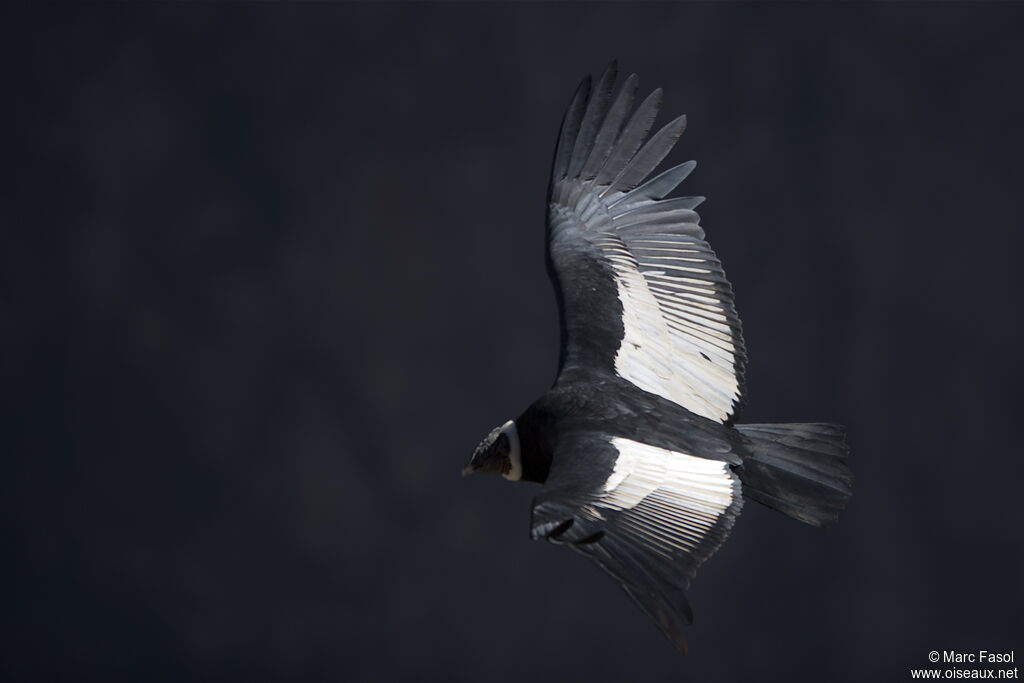 Andean Condoradult, Flight