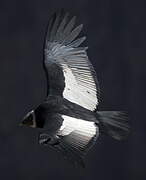 Andean Condor