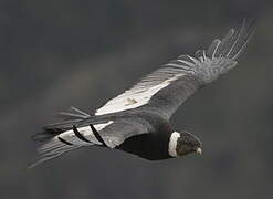 Andean Condor