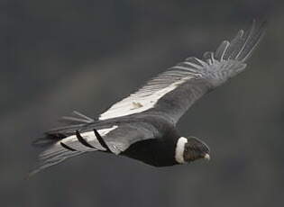 Condor des Andes