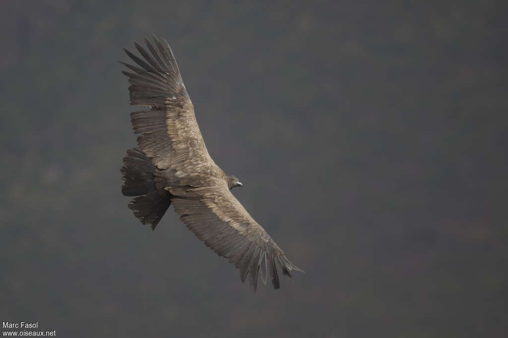 Condor des Andes1ère année, pigmentation, Vol