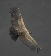 Andean Condor